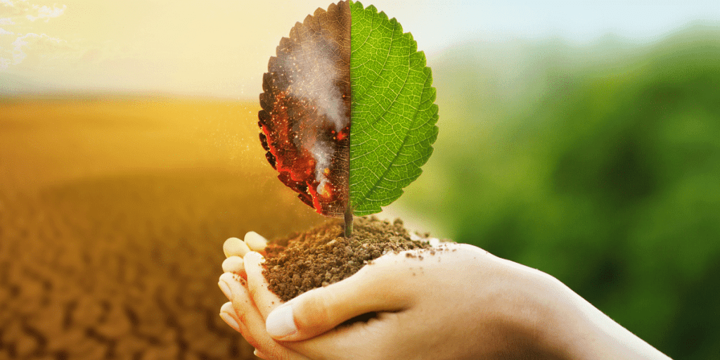 a hand holding a plant with a leaf on it, with the sun in the background
